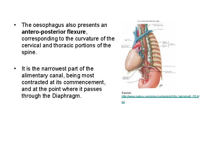 • The oesophagus also presents an antero-posterior flexure, corresponding to the curvature of • The oesophagus also presents an antero-posterior flexure, corresponding to the curvature of