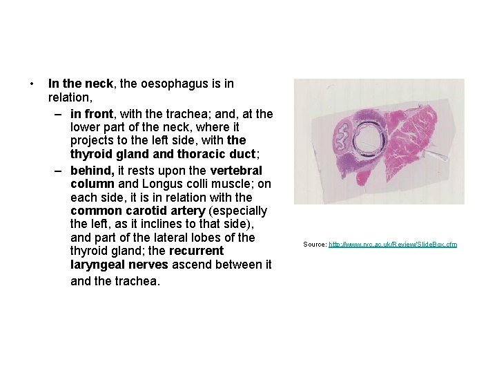 • In the neck, the oesophagus is in relation, – in front, with • In the neck, the oesophagus is in relation, – in front, with
