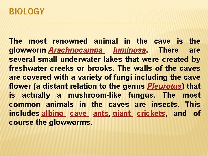 BIOLOGY The most renowned animal in the cave is the glowworm Arachnocampa luminosa. There