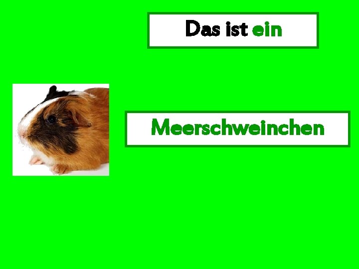 Das ist ein Meerschweinchen 