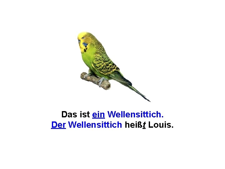 Das ist ein Wellensittich. Der Wellensittich heißt Louis. 