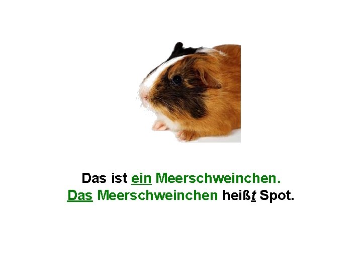 Das ist ein Meerschweinchen. Das Meerschweinchen heißt Spot. 