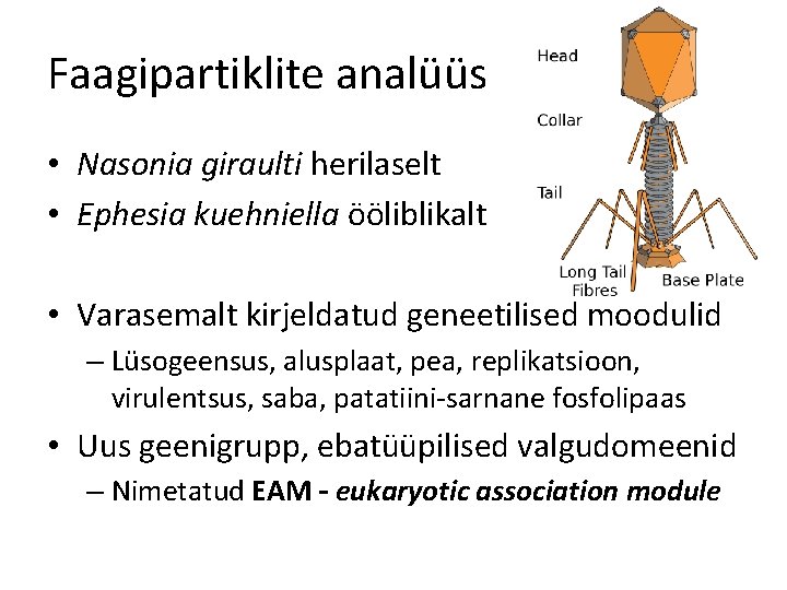 Faagipartiklite analüüs • Nasonia giraulti herilaselt • Ephesia kuehniella ööliblikalt • Varasemalt kirjeldatud geneetilised