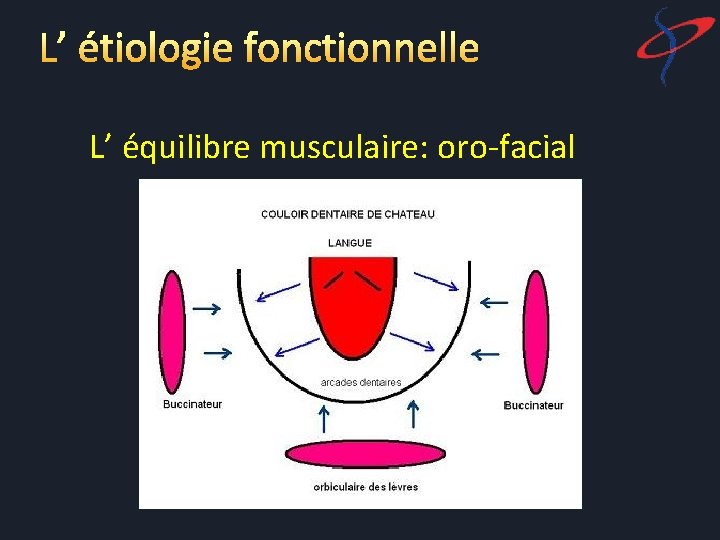 L’ étiologie fonctionnelle L’ équilibre musculaire: oro-facial 
