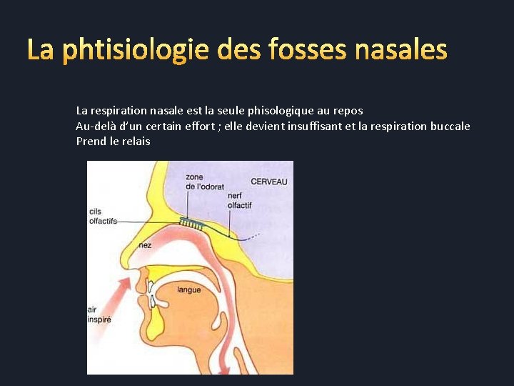 La phtisiologie des fosses nasales La respiration nasale est la seule phisologique au repos