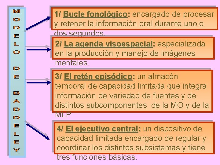 1/ Bucle fonológico: encargado de procesar y retener la información oral durante uno o