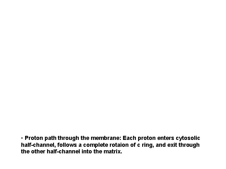  • Proton path through the membrane: Each proton enters cytosolic half-channel, follows a