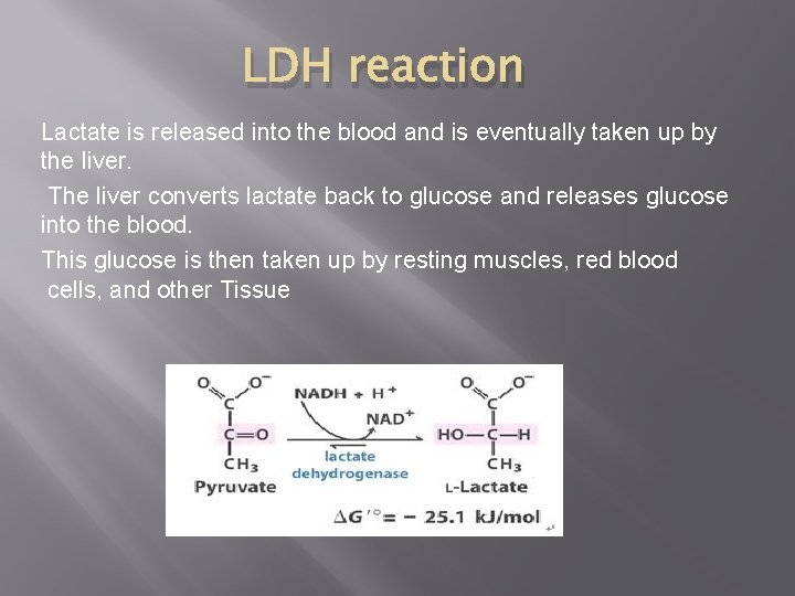 LDH reaction Lactate is released into the blood and is eventually taken up by LDH reaction Lactate is released into the blood and is eventually taken up by