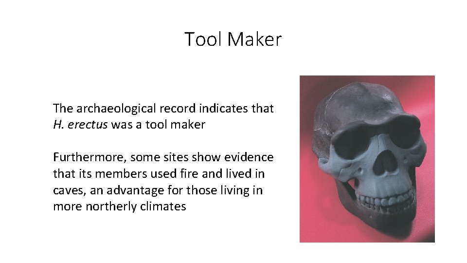 Tool Maker The archaeological record indicates that H. erectus was a tool maker Furthermore, Tool Maker The archaeological record indicates that H. erectus was a tool maker Furthermore,