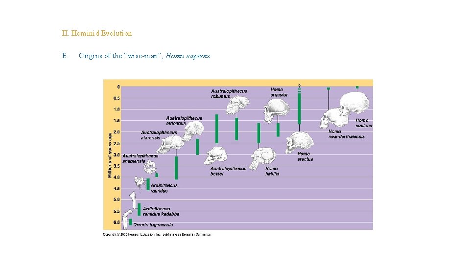 Topic 14 – Human Evolution II. Hominid Evolution E. Origins of the “wise-man”, Homo Topic 14 – Human Evolution II. Hominid Evolution E. Origins of the “wise-man”, Homo