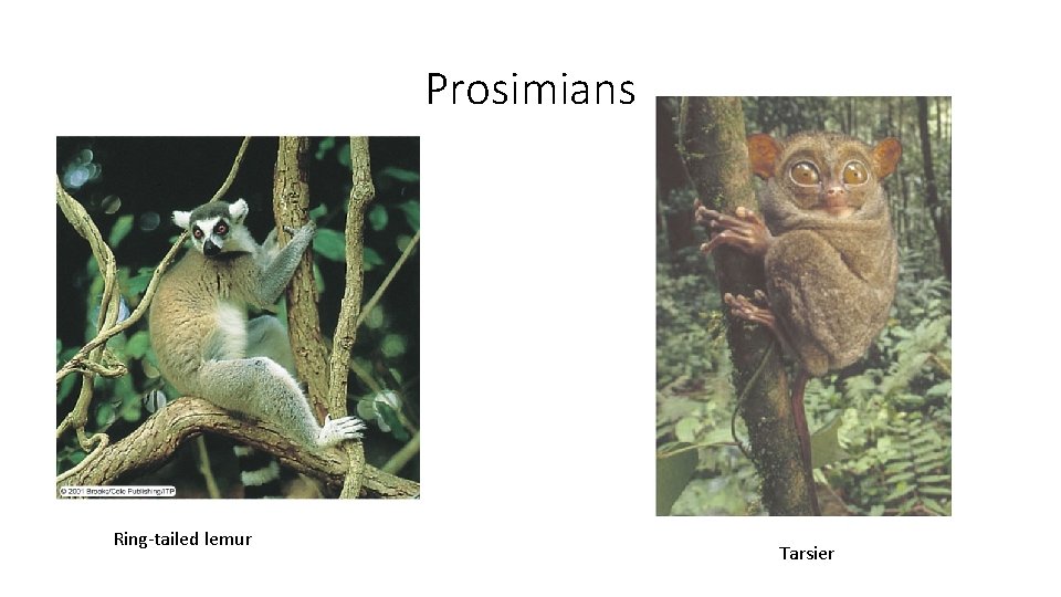 Prosimians Ring-tailed lemur Tarsier Prosimians Ring-tailed lemur Tarsier