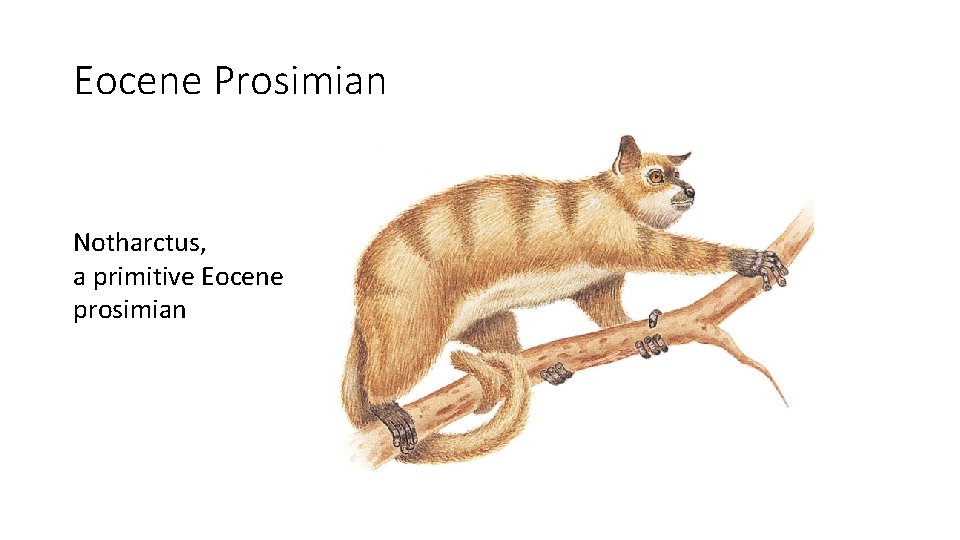 Eocene Prosimian Notharctus, a primitive Eocene prosimian Eocene Prosimian Notharctus, a primitive Eocene prosimian