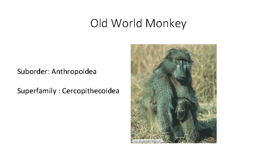 Old World Monkey Suborder: Anthropoidea Superfamily : Cercopithecoidea Old World Monkey Suborder: Anthropoidea Superfamily : Cercopithecoidea