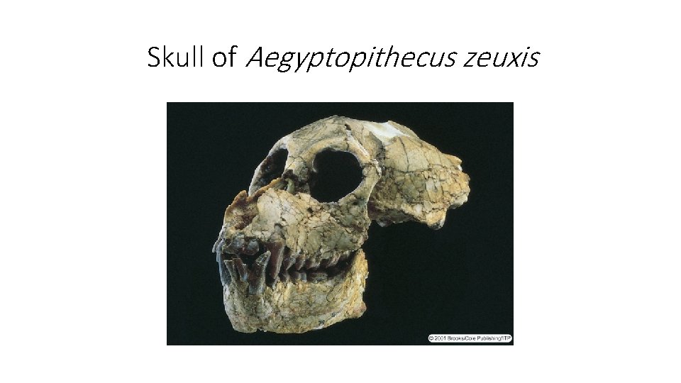 Skull of Aegyptopithecus zeuxis Skull of Aegyptopithecus zeuxis