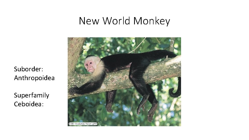New World Monkey Suborder: Anthropoidea Superfamily Ceboidea: New World Monkey Suborder: Anthropoidea Superfamily Ceboidea: