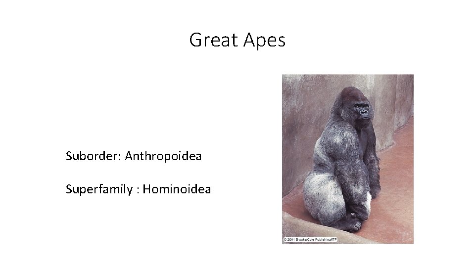 Great Apes Suborder: Anthropoidea Superfamily : Hominoidea Great Apes Suborder: Anthropoidea Superfamily : Hominoidea