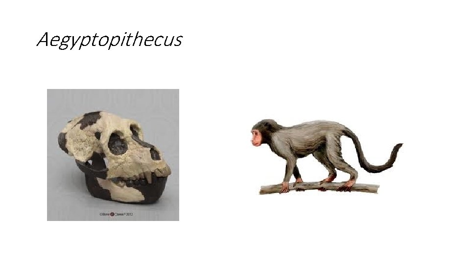 Aegyptopithecus Aegyptopithecus