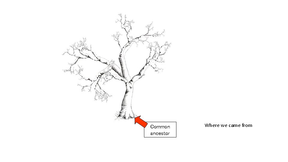 Common ancestor Where we came from Common ancestor Where we came from