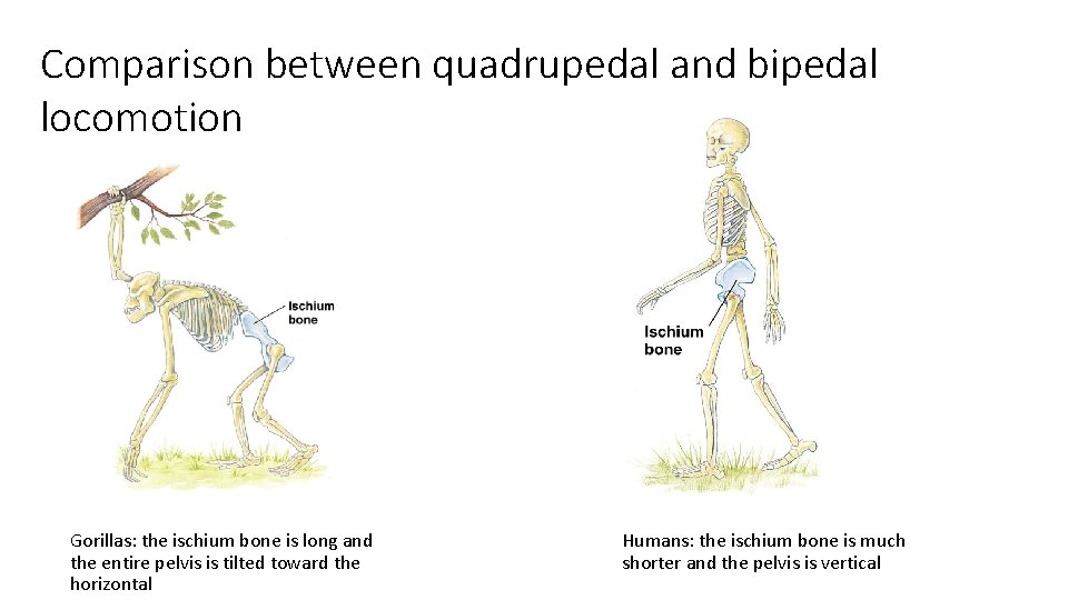 Comparison between quadrupedal and bipedal locomotion Gorillas: the ischium bone is long and the Comparison between quadrupedal and bipedal locomotion Gorillas: the ischium bone is long and the