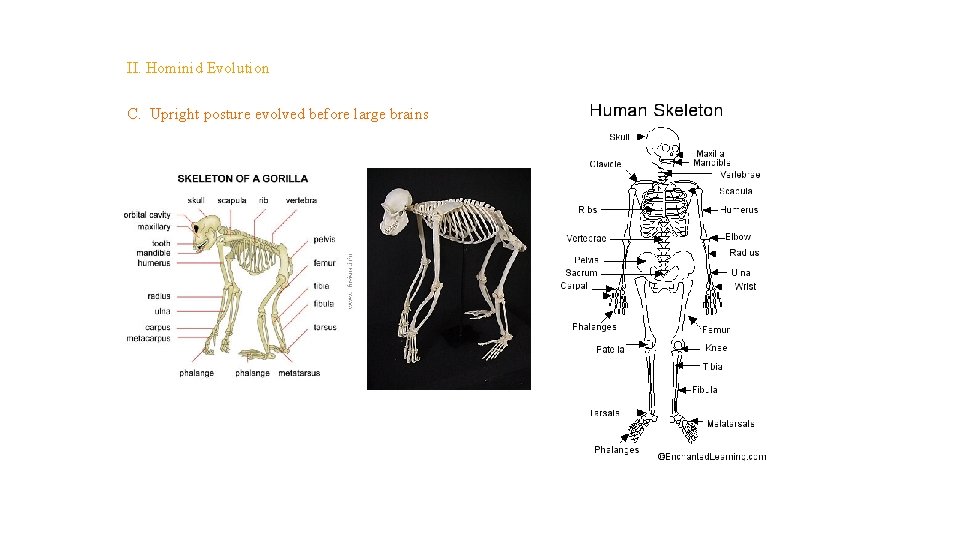 Topic 14 – Human Evolution II. Hominid Evolution C. Upright posture evolved before large Topic 14 – Human Evolution II. Hominid Evolution C. Upright posture evolved before large