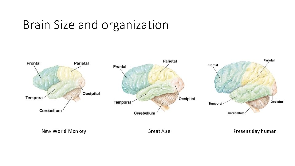 Brain Size and organization New World Monkey Great Ape Present day human Brain Size and organization New World Monkey Great Ape Present day human