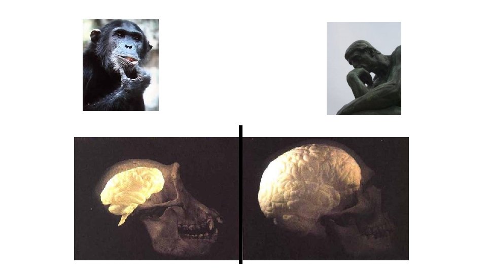 Brain size Brain size
