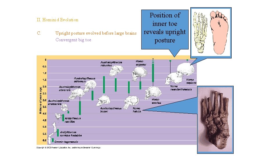 Topic 14 – Human Evolution II. Hominid Evolution C. Upright posture evolved before large Topic 14 – Human Evolution II. Hominid Evolution C. Upright posture evolved before large