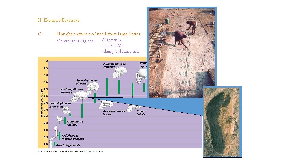 Topic 14 – Human Evolution II. Hominid Evolution C. Upright posture evolved before large Topic 14 – Human Evolution II. Hominid Evolution C. Upright posture evolved before large