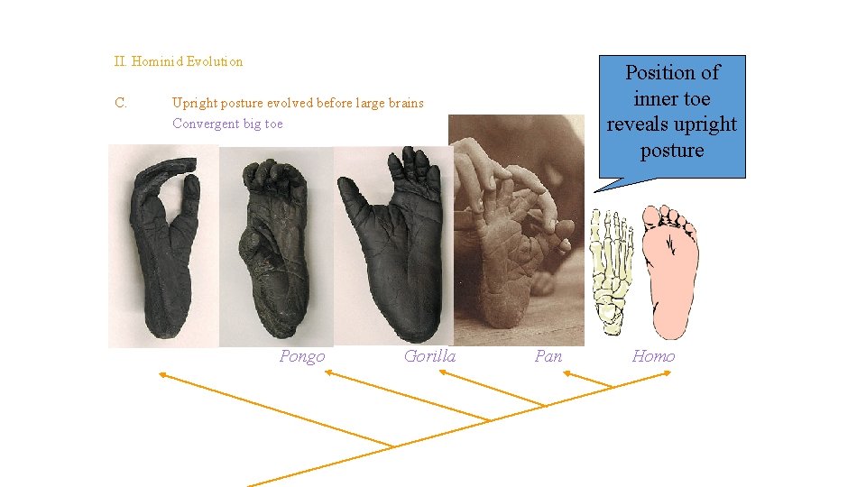 Topic 14 – Human Evolution II. Hominid Evolution C. Position of inner toe reveals Topic 14 – Human Evolution II. Hominid Evolution C. Position of inner toe reveals