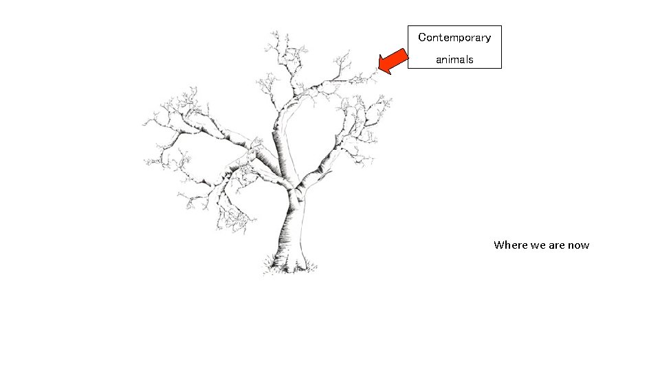 Contemporary animals Where we are now Contemporary animals Where we are now