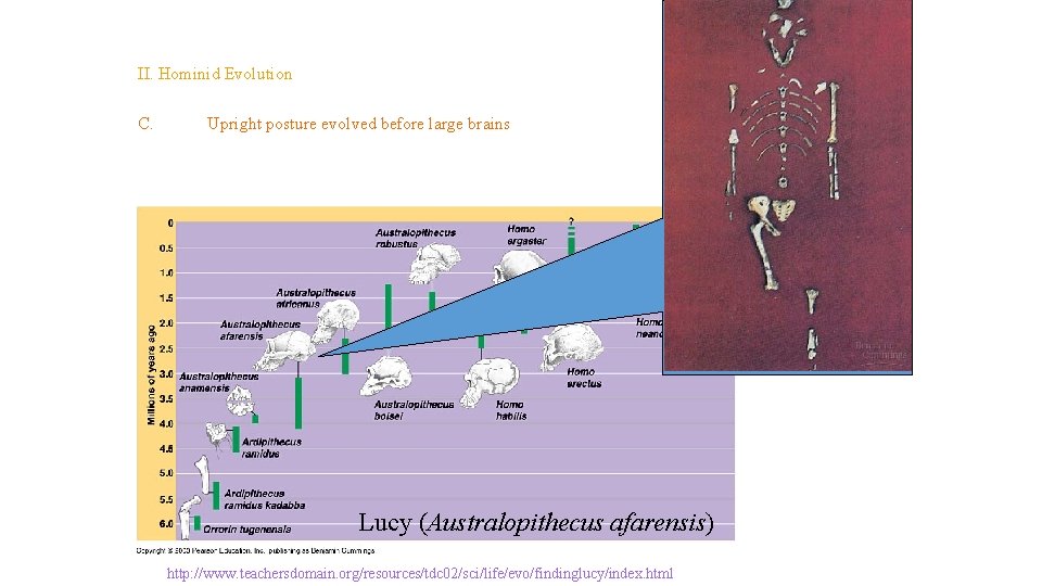 Topic 14 – Human Evolution II. Hominid Evolution C. Upright posture evolved before large Topic 14 – Human Evolution II. Hominid Evolution C. Upright posture evolved before large