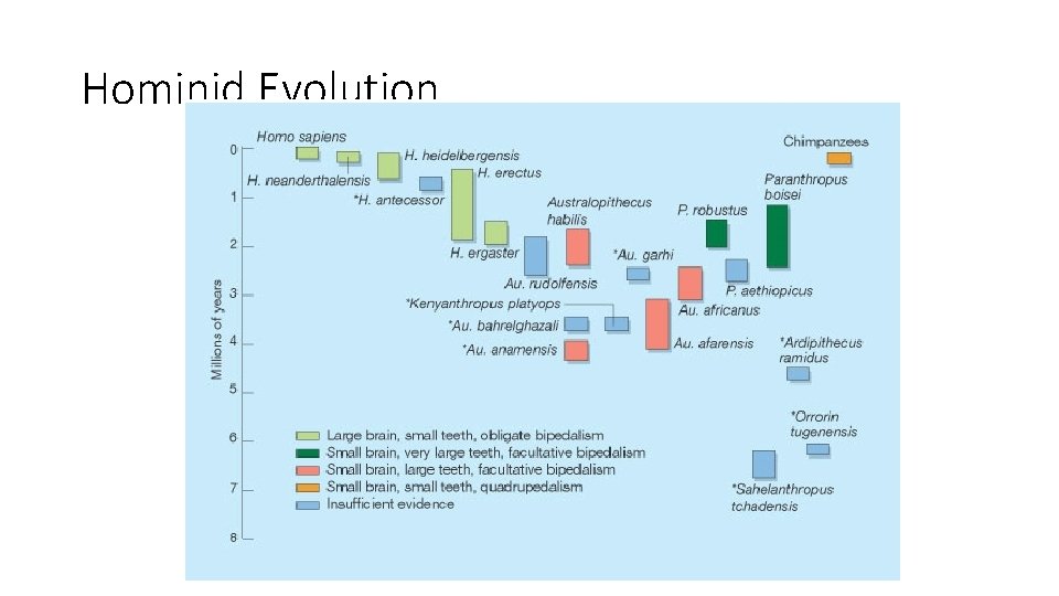 Hominid Evolution Hominid Evolution