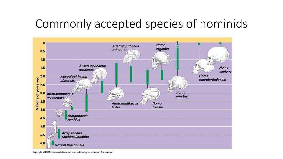 Commonly accepted species of hominids Commonly accepted species of hominids