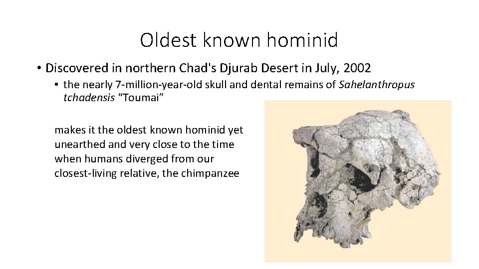 Oldest known hominid • Discovered in northern Chad's Djurab Desert in July, 2002 • Oldest known hominid • Discovered in northern Chad's Djurab Desert in July, 2002 •