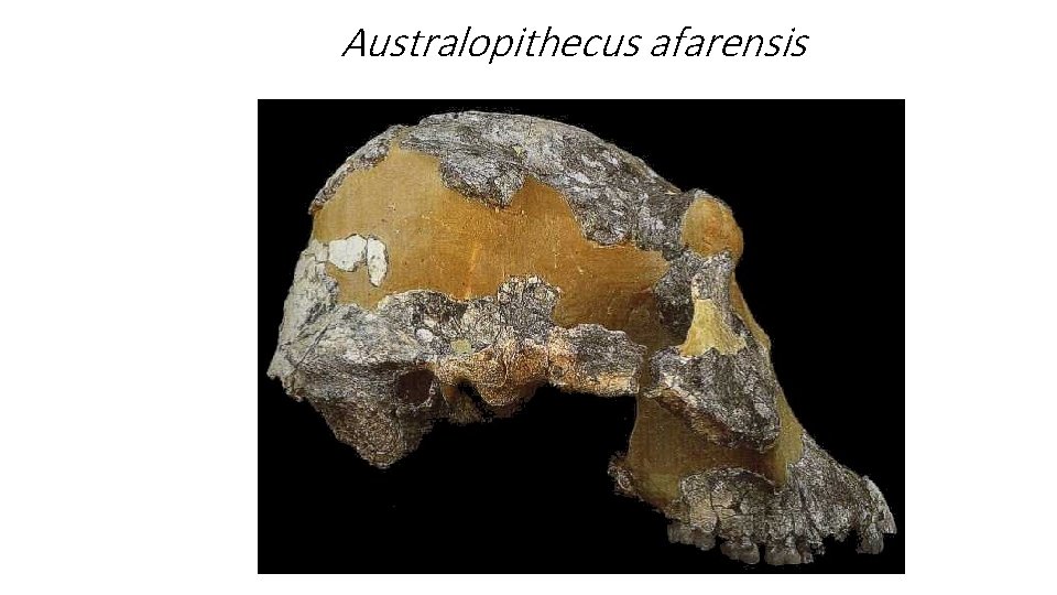 Australopithecus afarensis Australopithecus afarensis