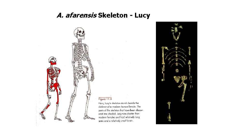 A. afarensis Skeleton - Lucy A. afarensis Skeleton - Lucy