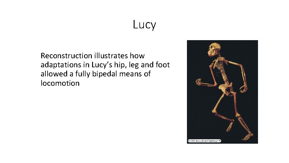 Lucy Reconstruction illustrates how adaptations in Lucy’s hip, leg and foot allowed a fully Lucy Reconstruction illustrates how adaptations in Lucy’s hip, leg and foot allowed a fully