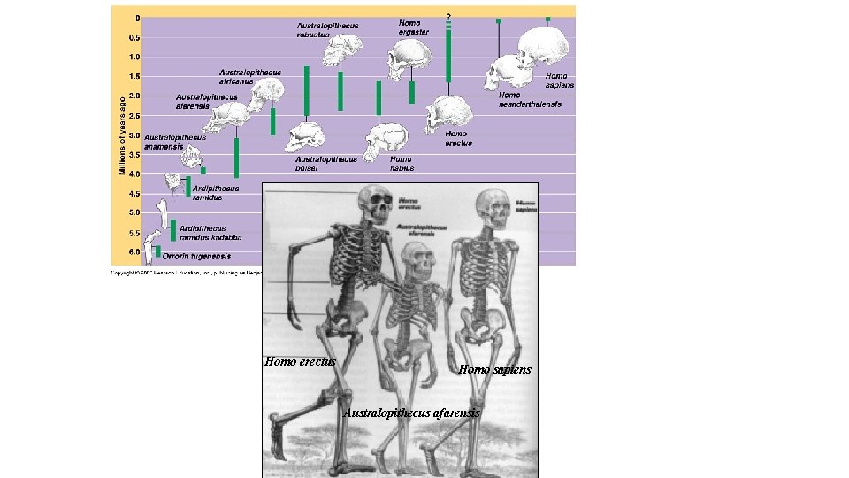 Homo erectus Homo sapiens Australopithecus afarensis Homo erectus Homo sapiens Australopithecus afarensis