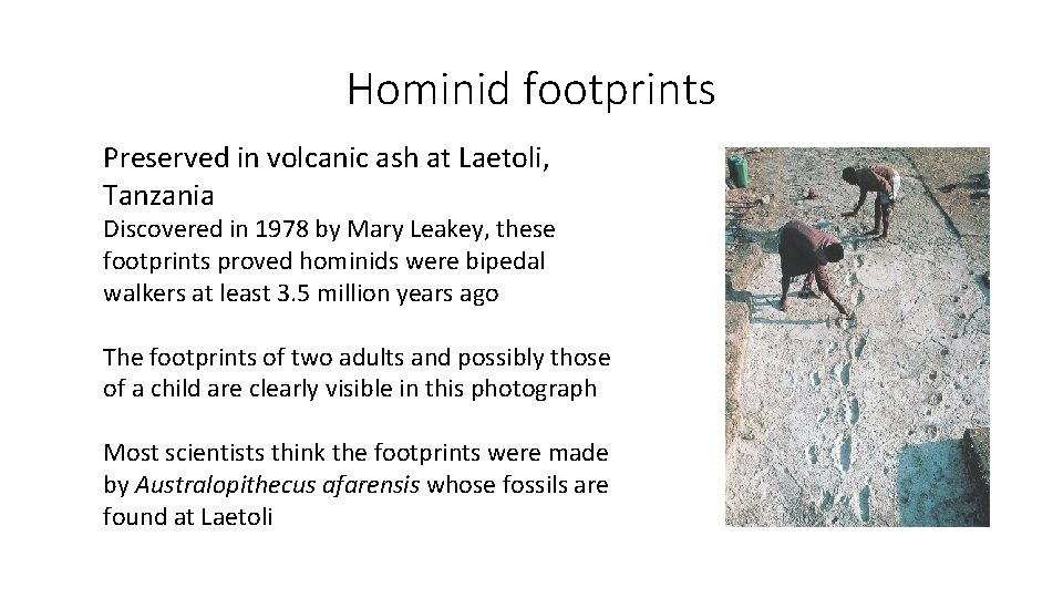 Hominid footprints Preserved in volcanic ash at Laetoli, Tanzania Discovered in 1978 by Mary Hominid footprints Preserved in volcanic ash at Laetoli, Tanzania Discovered in 1978 by Mary