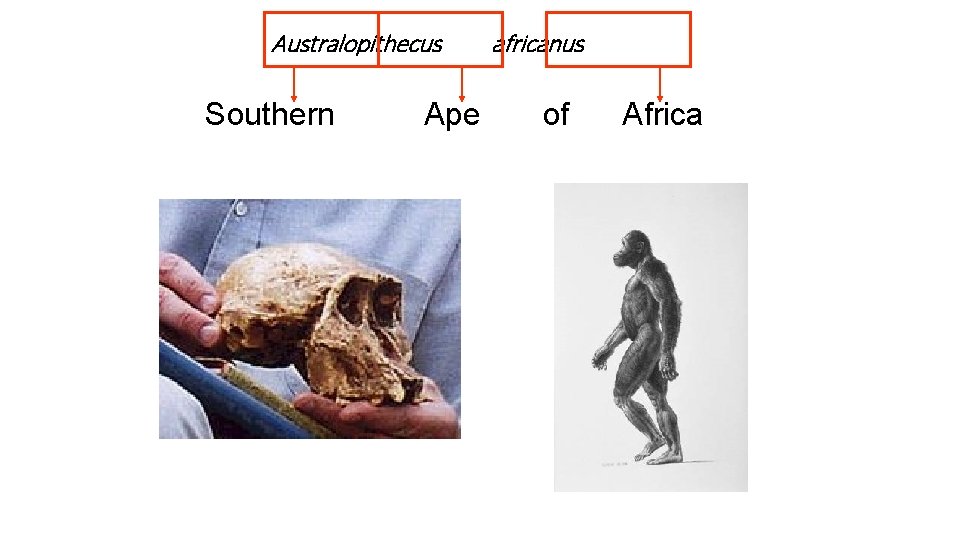 Australopithecus Southern Ape africanus of Africa Australopithecus Southern Ape africanus of Africa
