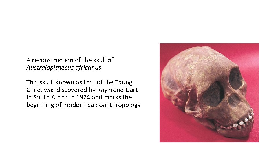 A reconstruction of the skull of Australopithecus africanus This skull, known as that of A reconstruction of the skull of Australopithecus africanus This skull, known as that of