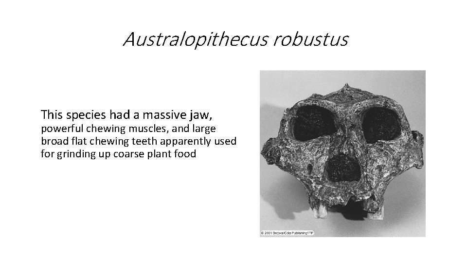 Australopithecus robustus This species had a massive jaw, powerful chewing muscles, and large broad Australopithecus robustus This species had a massive jaw, powerful chewing muscles, and large broad
