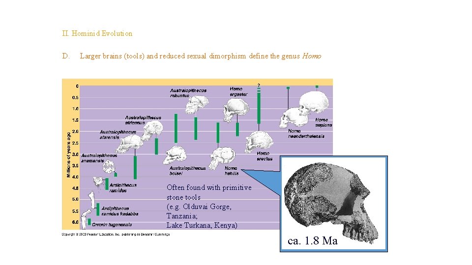 Topic 14 – Human Evolution II. Hominid Evolution D. Larger brains (tools) and reduced Topic 14 – Human Evolution II. Hominid Evolution D. Larger brains (tools) and reduced