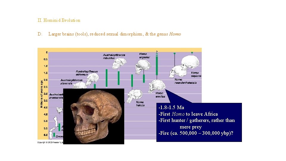 Topic 14 – Human Evolution II. Hominid Evolution D. Larger brains (tools), reduced sexual Topic 14 – Human Evolution II. Hominid Evolution D. Larger brains (tools), reduced sexual