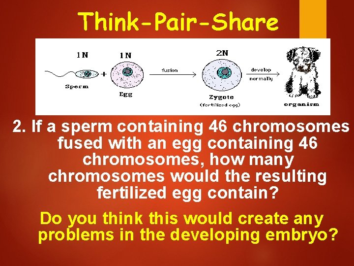 Think-Pair-Share 2. If a sperm containing 46 chromosomes fused with an egg containing 46