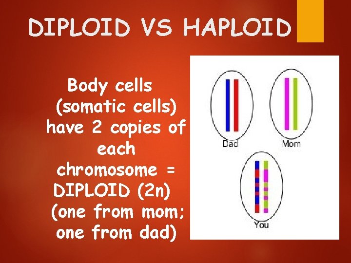DIPLOID VS HAPLOID Body cells (somatic cells) have 2 copies of each chromosome =