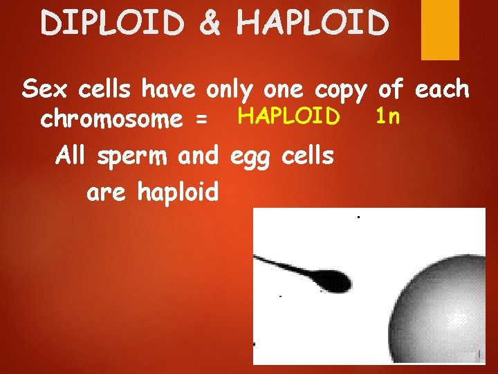 DIPLOID & HAPLOID Sex cells have only one copy of each chromosome = HAPLOID
