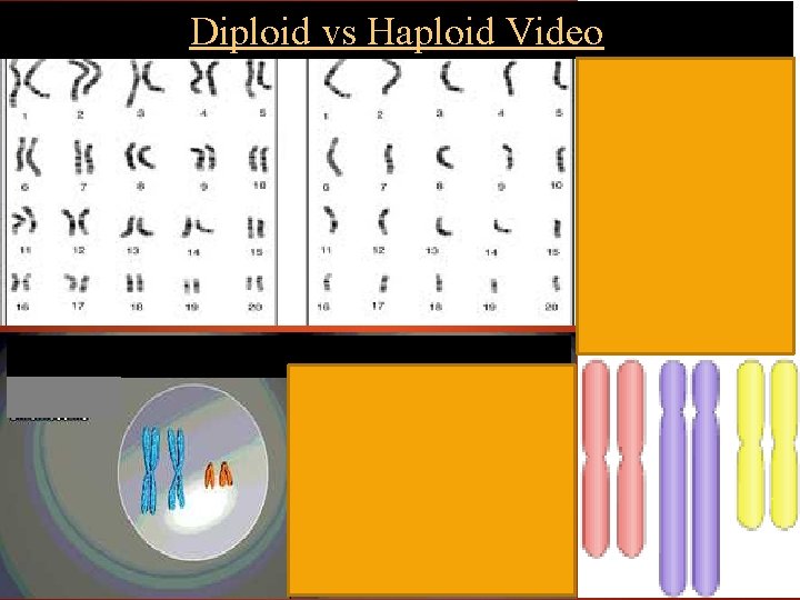 Diploid vs Haploid Video 