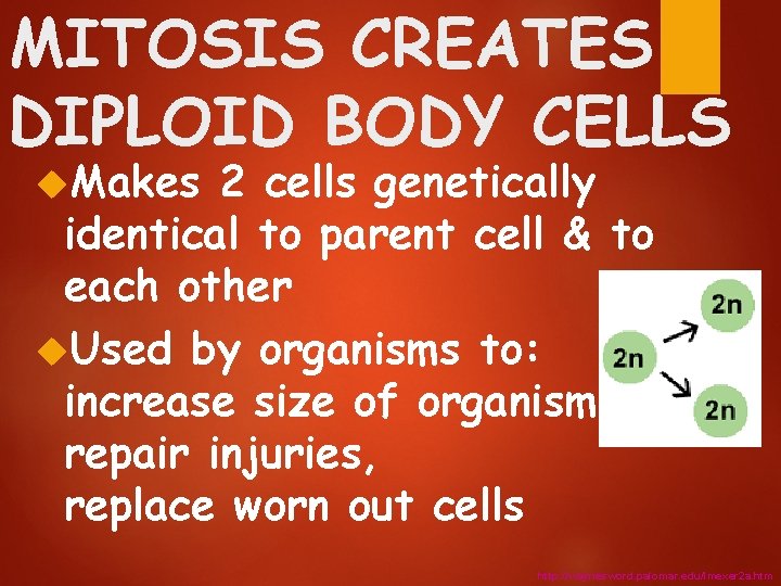 MITOSIS CREATES DIPLOID BODY CELLS Makes 2 cells genetically identical to parent cell &