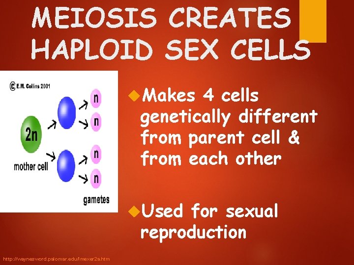 MEIOSIS CREATES HAPLOID SEX CELLS Makes 4 cells genetically different from parent cell &